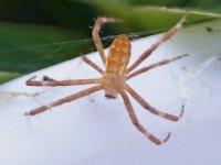 Argiope juvenile DSC09899 edit
